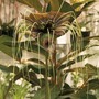 Tacca chantrieri 'Green Isle' - Seeds