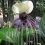 Tacca chantrieri 'Nivea'