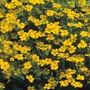 Marigold 'Lemon Gem' - Seeds