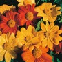 Tithonia rotundifolia 'Arcadian Blend' - Seeds