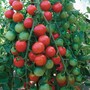 Tomato 'Cherrola' F1 Hybrid - Seeds