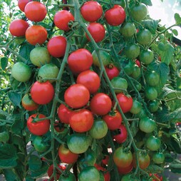Tomato 'Cherrola' F1 Hybrid - Seeds