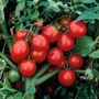 Tomato 'The Amateur' - Heritage