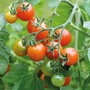 Tomato 'Losetto' - Seeds