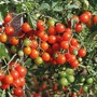 Tomato 'Sweet Baby' - Seeds