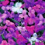 Tradescantia (Andersoniana Group) 'Mixed Colours'