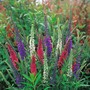 Veronica (Mixed Colours) - Seeds