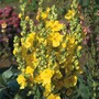 Verbascum x hybrida 'Banana Custard'