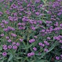 Verbena rigida