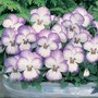 Viola x hybrida 'Magnifico' F1 Hybrid