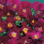 Viola hybrida 'Rose Shades' - Seeds