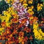 Wallflower 'My Fair Lady Mixed' - Seeds