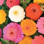 Zinnia elegans 'Candy Mixed' - Seeds