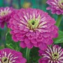 Zinnia elegans 'Purple Prince' - Seeds