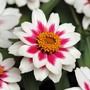 Zinnia marylandica 'Zahara Starlight Rose' - Seeds