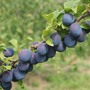 Damson Plum 'Merryweather'