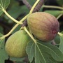 Fig 'Brunswick'