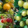 Gooseberry Collection