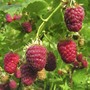 Raspberry 'Joan J' (Autumn fruiting)