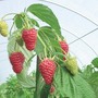 Raspberry 'Autumn Treasure' (Autumn fruiting)