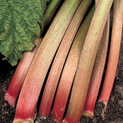 Rhubarb 'Victoria' (Spring/Autumn Planting)
