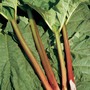 Rhubarb 'Timperley Early' (Spring/Autumn Planting)