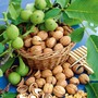 Walnut 'Lara'®