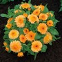 Calendula officinalis nana 'Apricot Twist'
