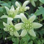 Clematis 'Fragrant Oberon'