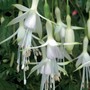 Fuchsia 'Hawkshead' (Hardy)