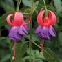 Fuchsia 'Army Nurse'
