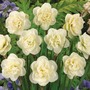 Narcissus 'Rose of May'