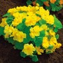 Nasturtium 'Double Delight Cream' - Seeds