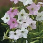 Nicotiana mutabilis 'Marshmallow' - Seeds