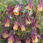 Aquilegia flabellata var. pumila f. kurilensis 'Rosea' - Seeds