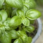 Basil 'Classico' - Vita Sementi® Italian Seeds