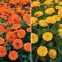 Calendula (Duo) - Seeds