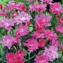Dianthus 'Elegance Lavender' F1 Hybrid
