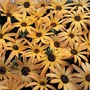 Osteospermum 'African Sun' - Seeds