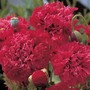 Poppy 'Red Pom Poms' - Seeds