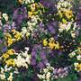 Viola 'Bedding Supreme Mixed' - Seeds