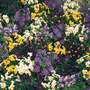 Viola 'Bedding Supreme Mixed' - Seeds