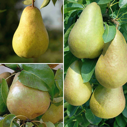 Pear 'Family Pear Tree'