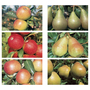 Apple and Pear Family Collection