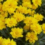 Coreopsis grandiflora 'Presto' - Seeds