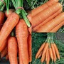 Carrot Fly Free Seed Collection