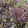 Lettuce 'Red Salad Bowl' (Loose-Leaf) - Start-A-Garden Seed Range