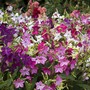 Nicotiana x sanderae 'Eau de Cologne Mixed' F1 Hybrid - Seeds