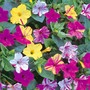 Mirabilis jalapa 'Broken Colours' - Seeds