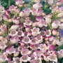 Penstemon x hybrida 'Lilac Frost'